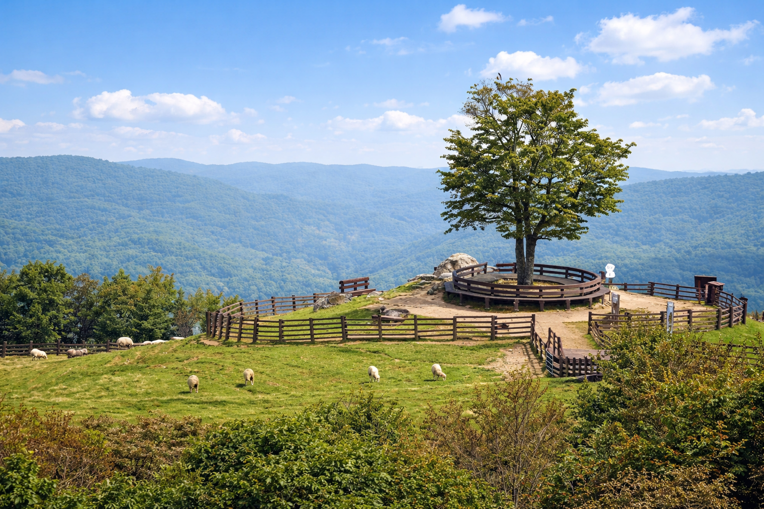삼양라운드힐 연애소설 사랑나무 1