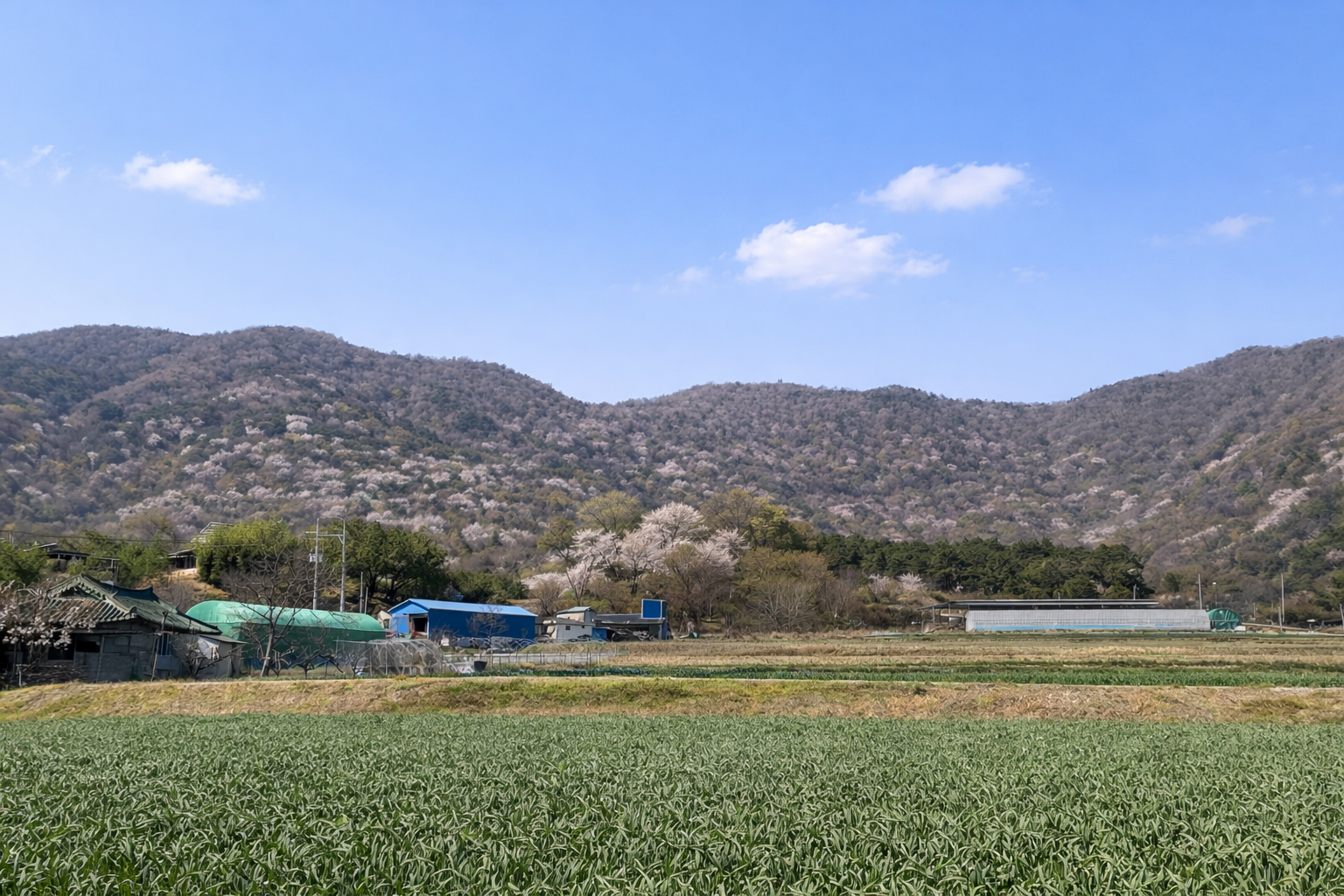 원당공원 능수벚꽃 감성 풍경