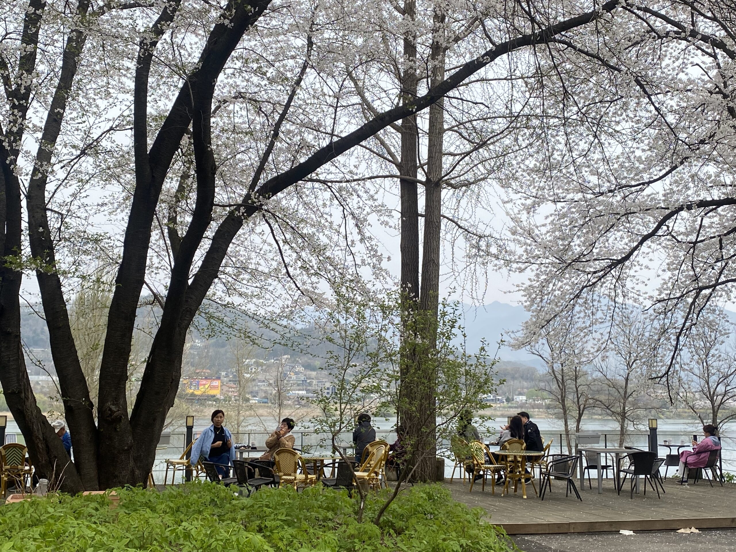 양평 봄파머스가든 벚꽃과 강뷰