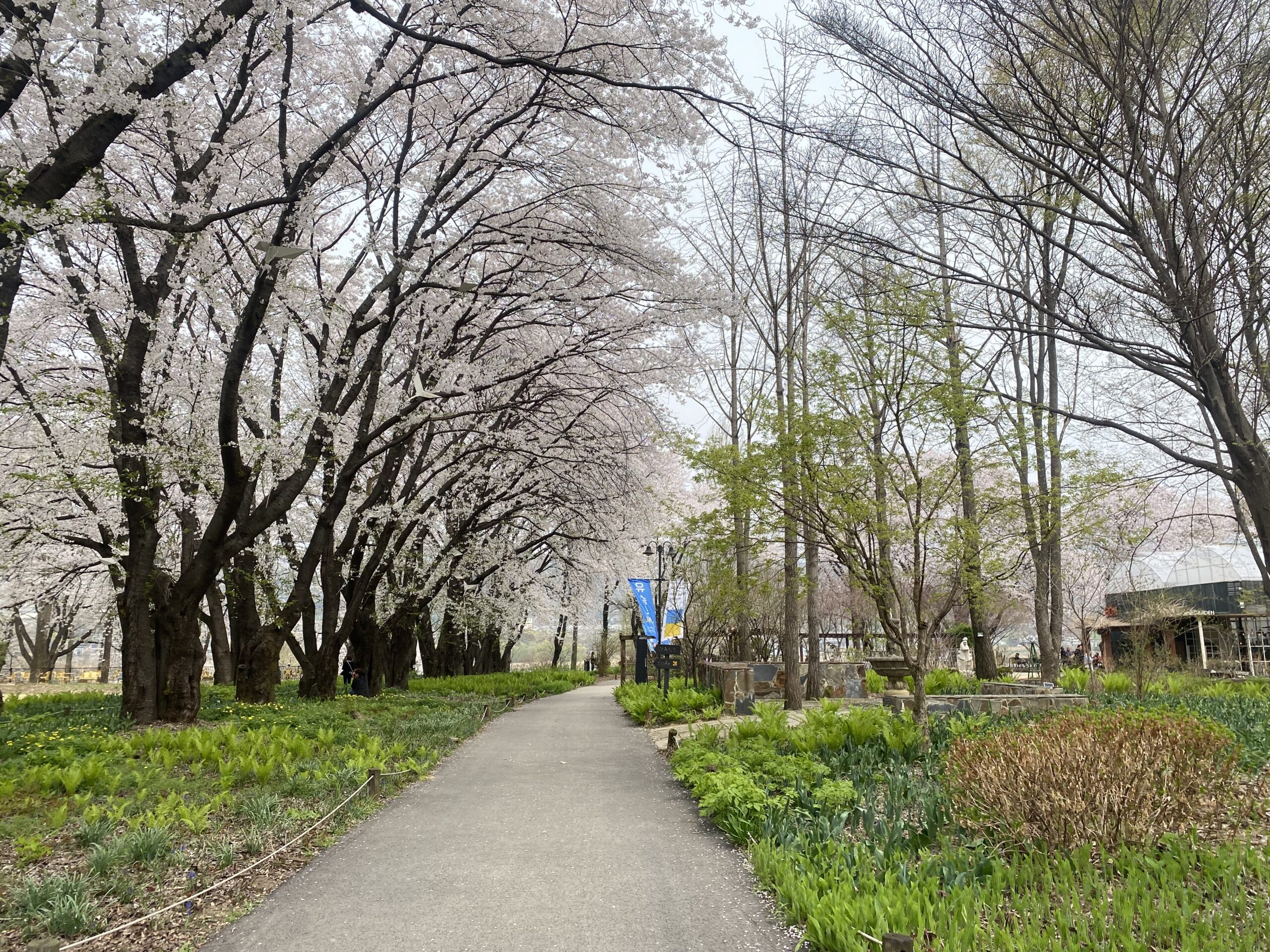 봄파머스가든 벚꽃 정원 풍경