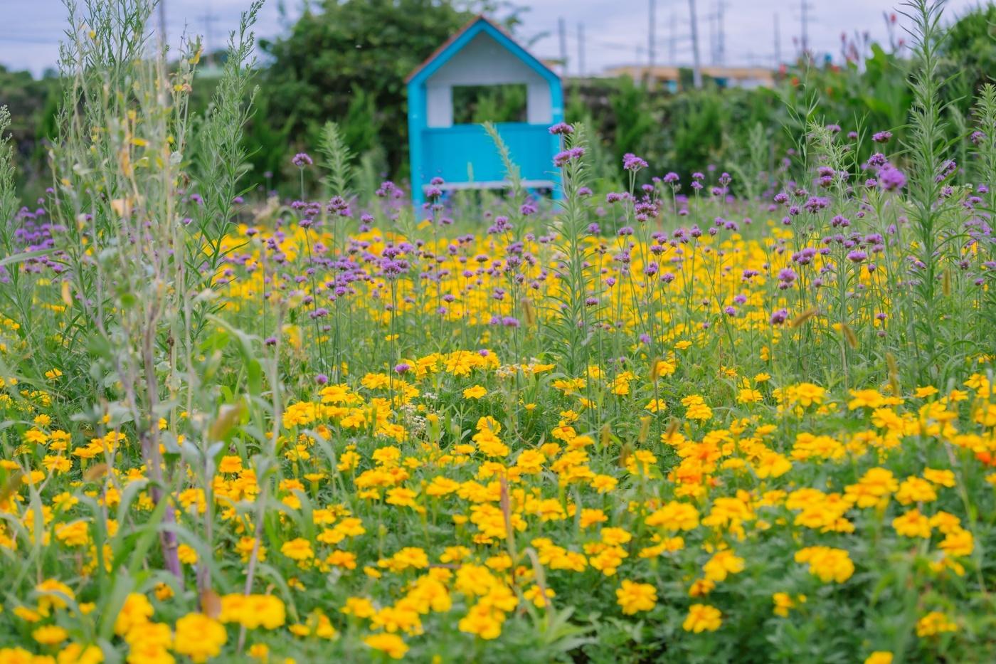 우도정원 사계절 꽃정원