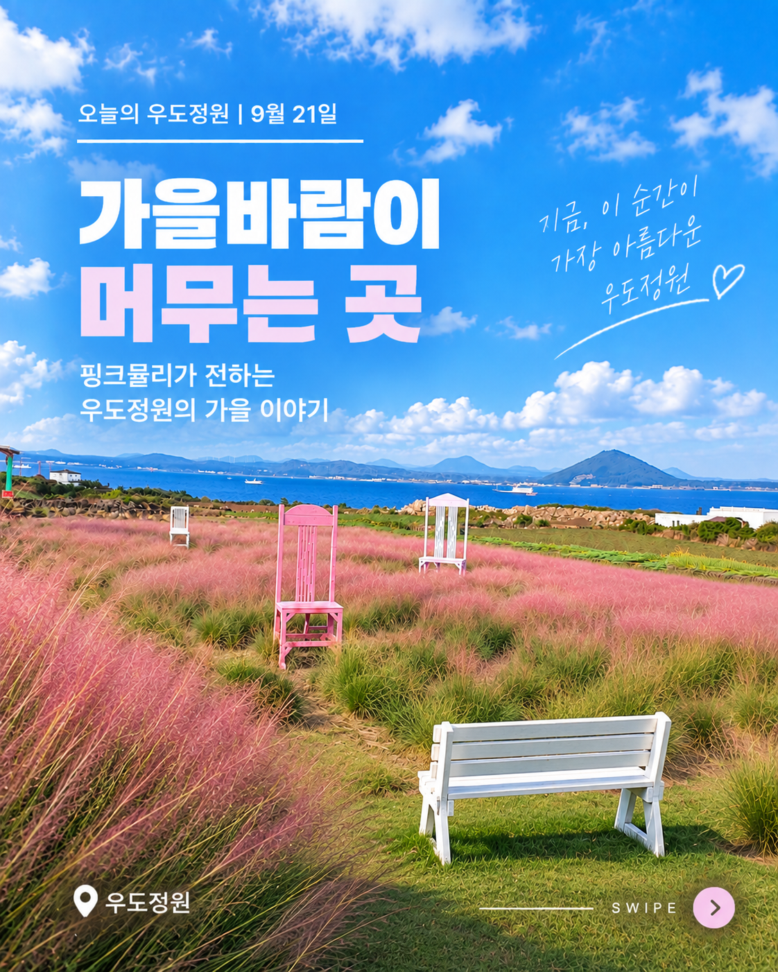 제주 우도정원 9월 핑크뮬리와 푸른 하늘 풍경